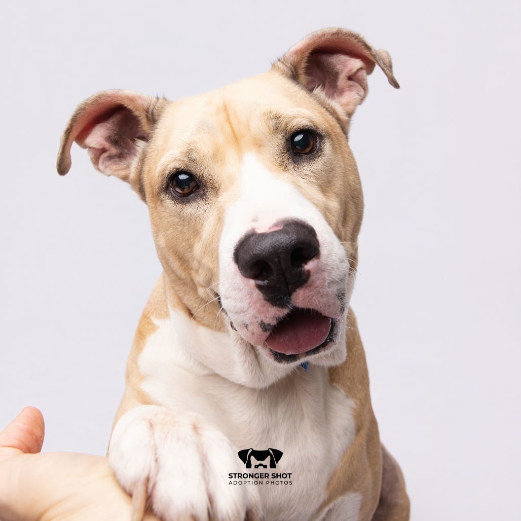 Rugga pit bull insurance