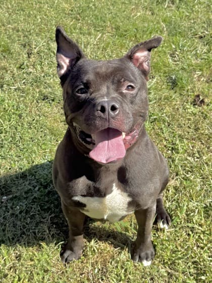 Derby 3 Pitbull Charity